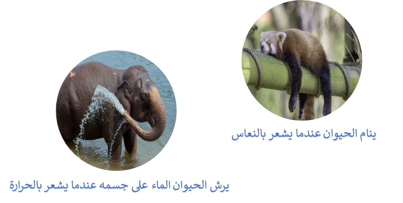 المثيرات الداخلية والمثيرات الخارجية المثيرات الداخلية والمثيرات الخارجية